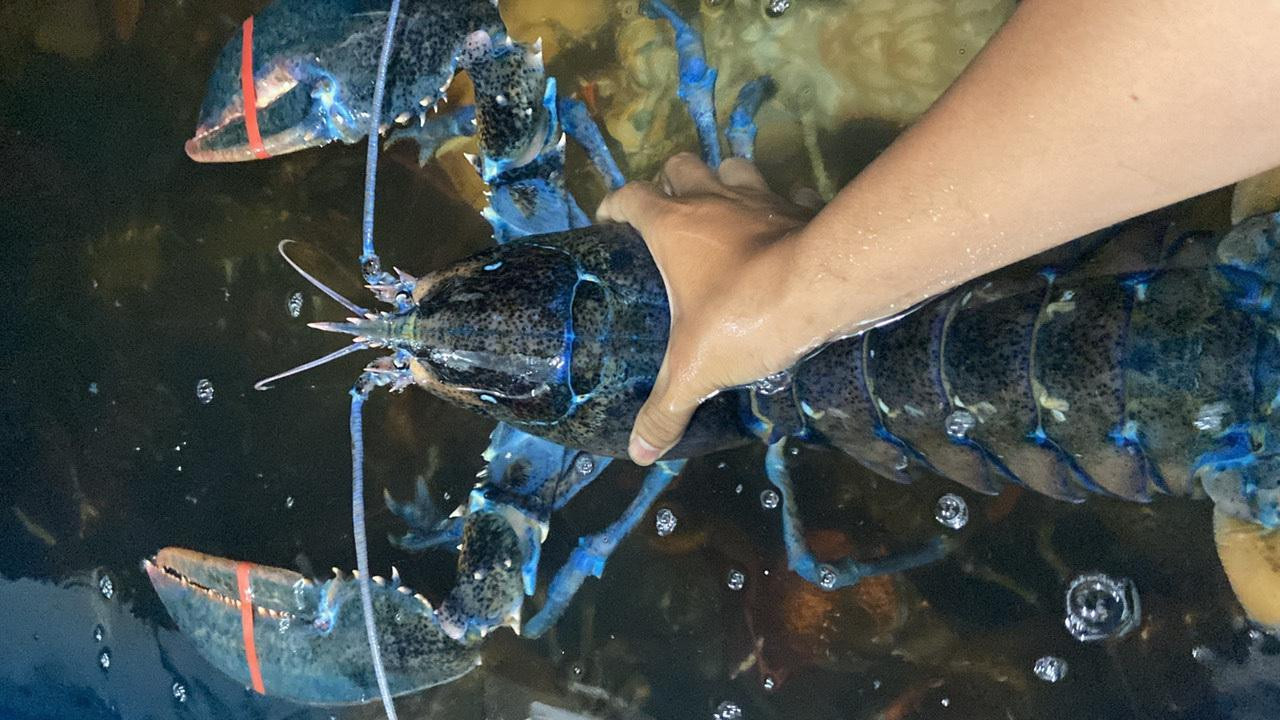 Con tôm hùm có màu xanh ngọc bích được định giá tới 50 triệu đồng