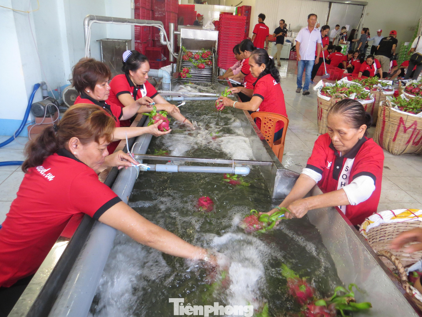 Sơ chế thanh long xuất khẩu tại Công ty Vina T&T. Sơ chế thanh long xuất khẩu tại Công ty Vina T&T.