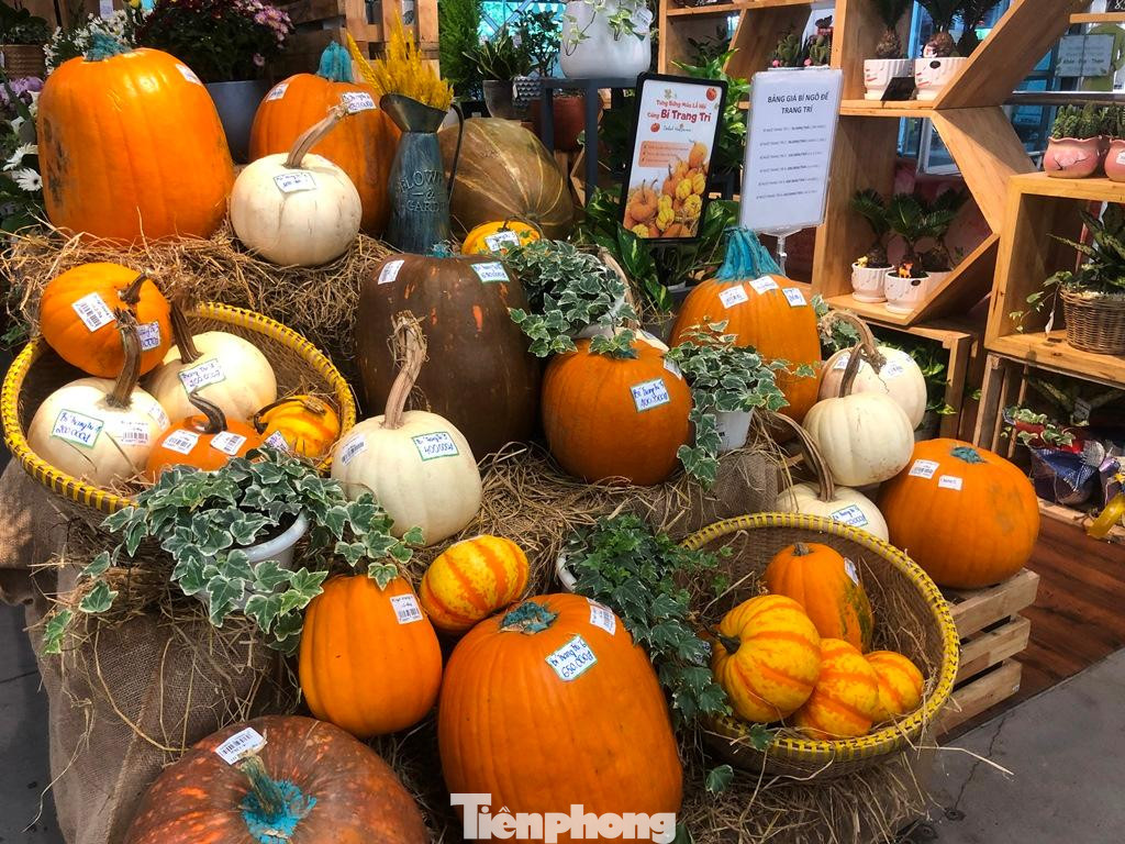 Bí có nhiều kích cỡ, màu sắc khác nhau.