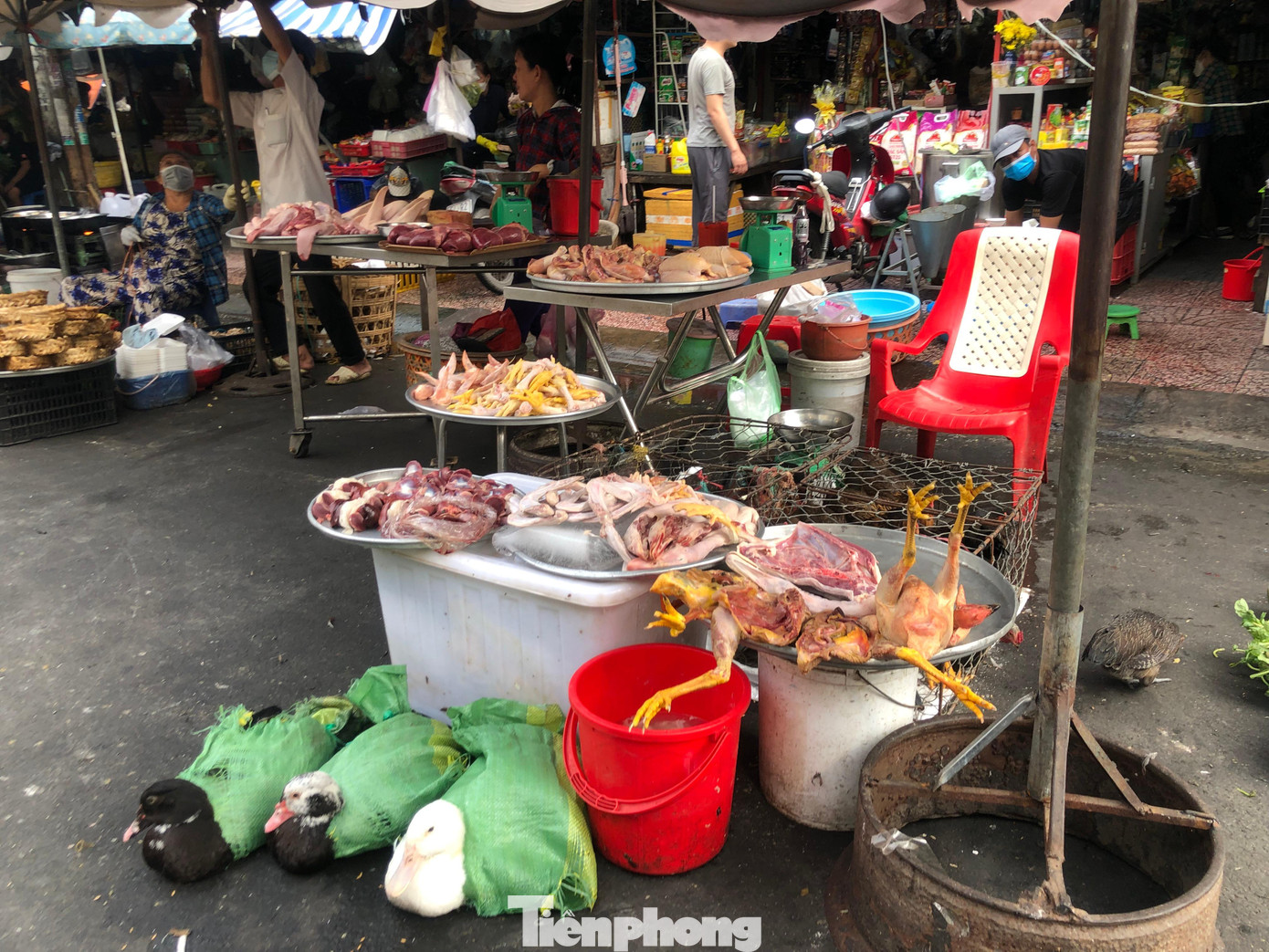 Gà, vịt cũng ế ẩm...