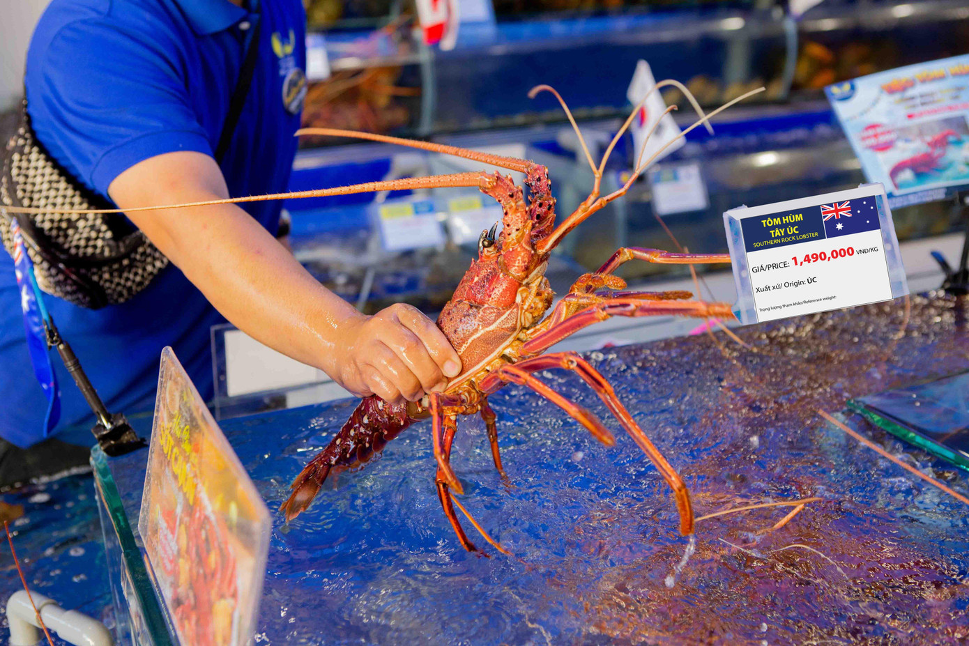 Tôm hùm Úc giá giảm sốc, chỉ còn tầm 1,5 triệu đồng/kg