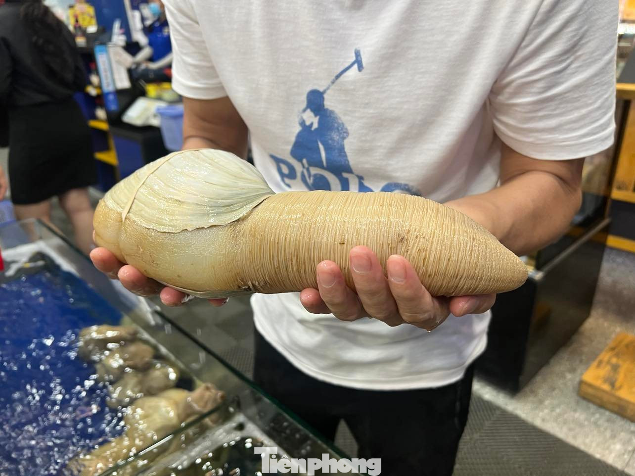 Cận cảnh con ốc vòi voi vàng nặng gần 2kg, có giá tầm 5 triệu đồng