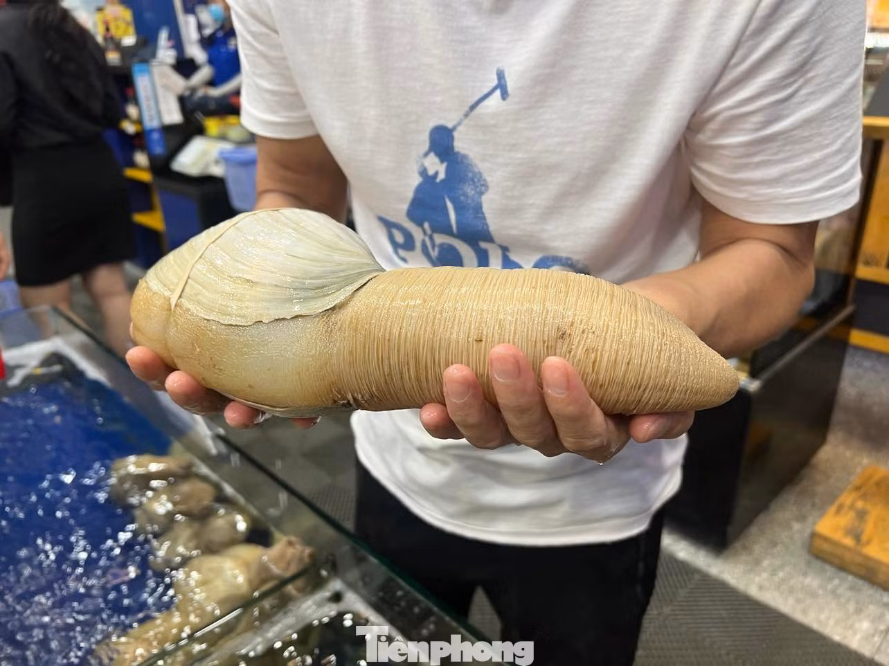 Cận cảnh con ốc vòi voi vàng nặng gần 2kg, có giá tầm 5 triệu đồng Cận cảnh con ốc vòi voi vàng nặng gần 2kg, có giá tầm 5 triệu đồng