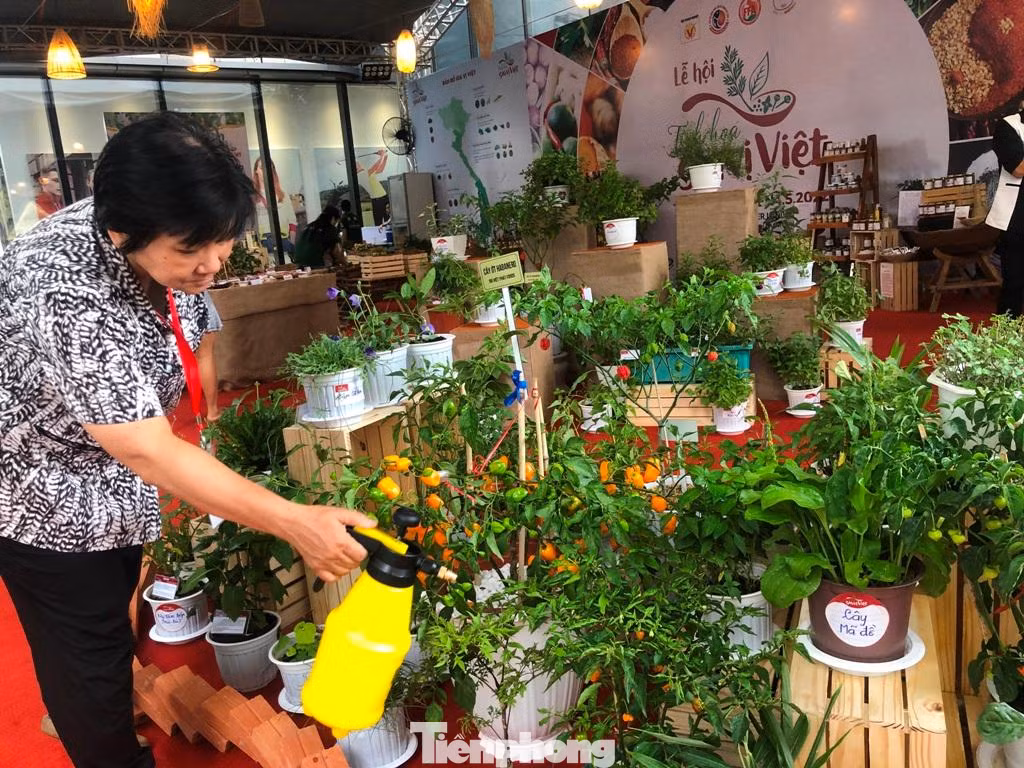Một loại ớt được chế biến thành ớt sấy, tương ớt... để xuất khẩu Một loại ớt được chế biến thành ớt sấy, tương ớt... để xuất khẩu