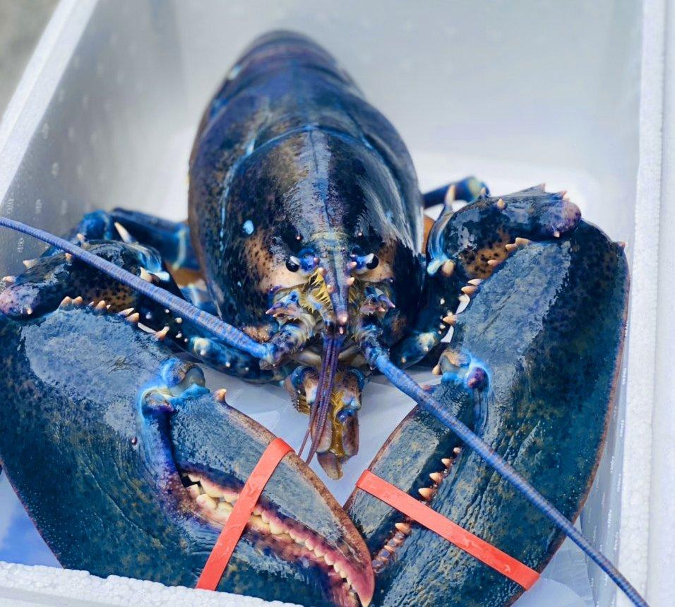 Cận cảnh con tôm hùm Canada có màu xanh ngọc bích cực hiếm