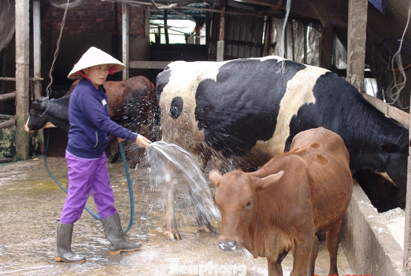 Ngành chăn nuôi Việt Nam còn phụ thuộc nhiều vào nhập khẩu