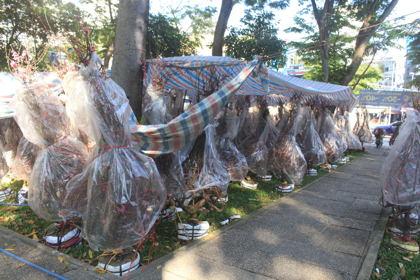 Trong khi đó, các loại đào lớn được chở từ miền Bắc vào vẫn còn ê hề, giá đã giảm một nửa, còn từ 500.000-1 triệu đồng/cây nhưng vẫn không nhiều khách lựa chọn...