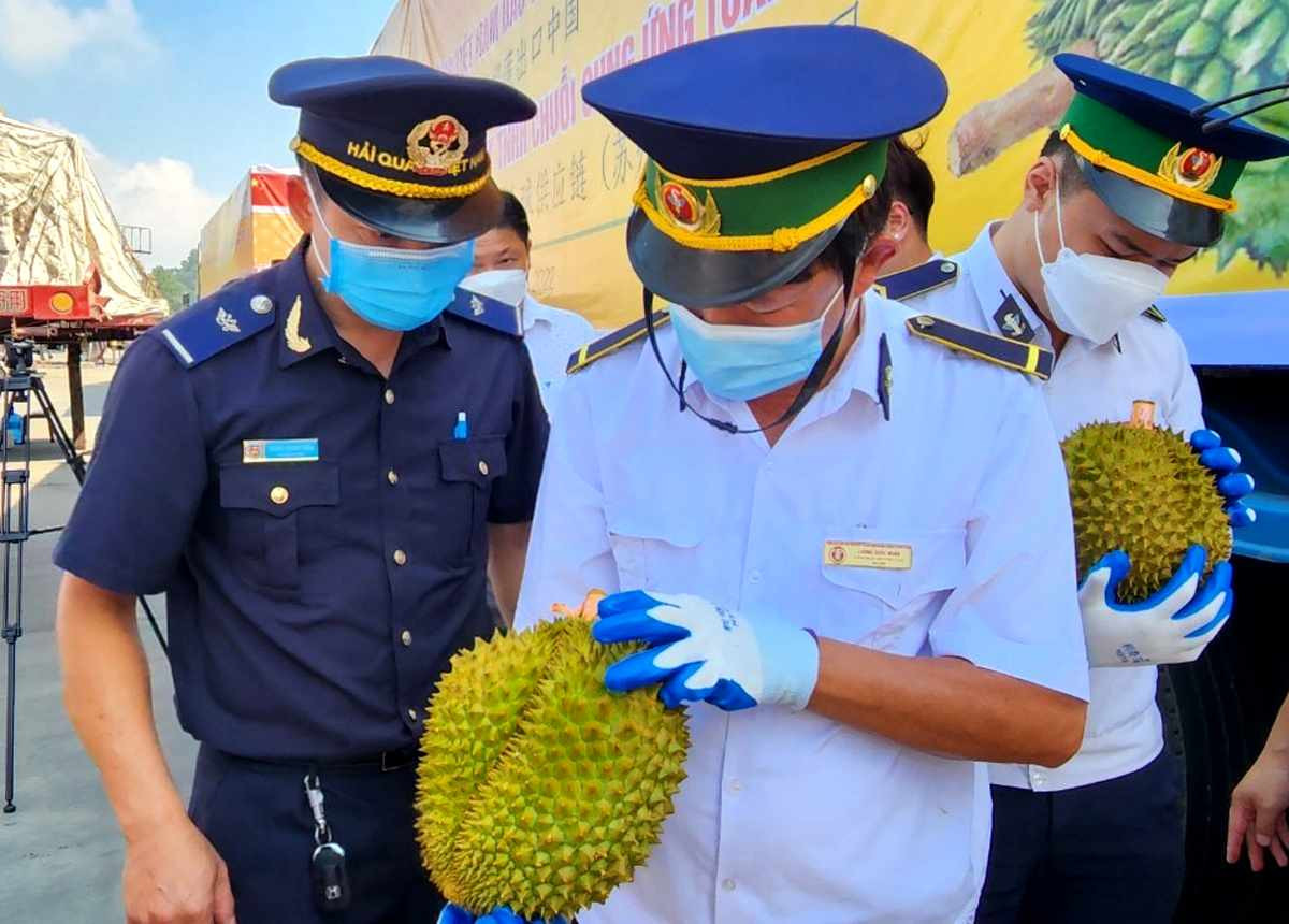 Quả sầu riêng tươi được kiểm tra chặt chẽ trước khi xuất bán sang Trung Quốc.