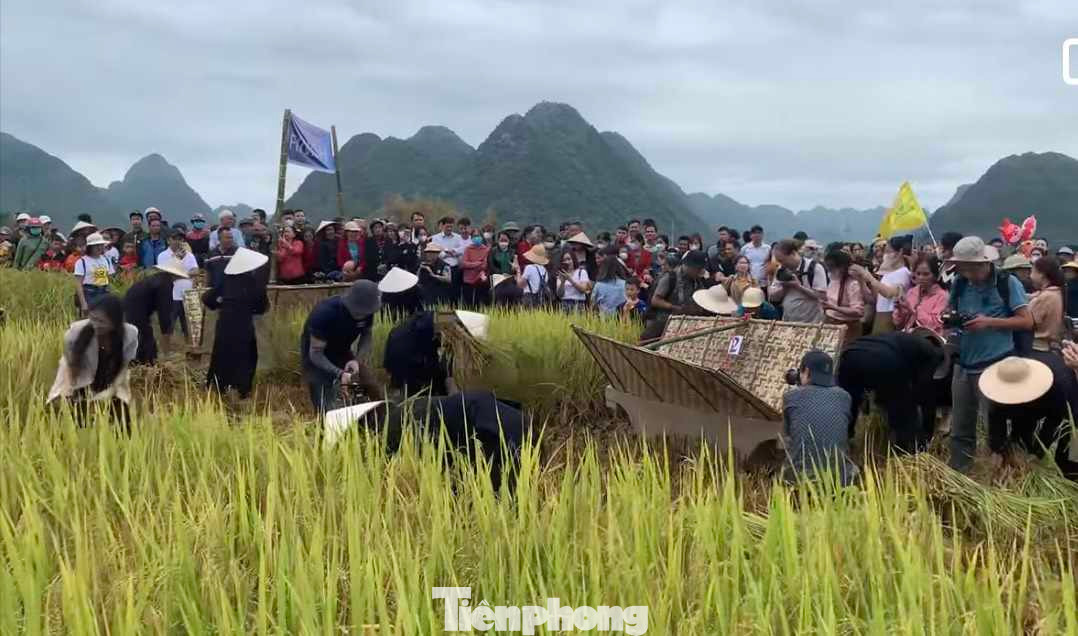 Người dân địa phương thi gặt lúa bằng công cụ thô sơ. Ảnh: A.D