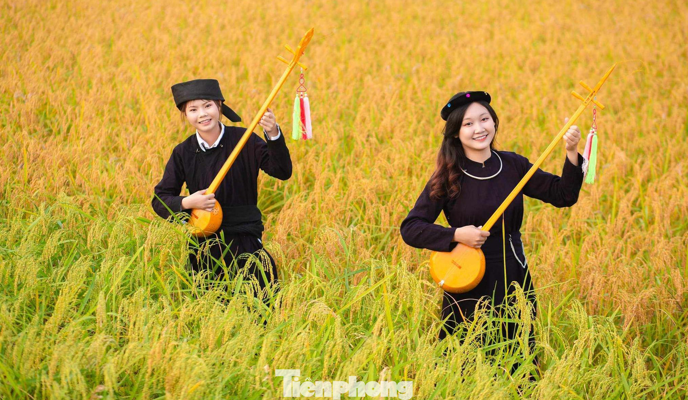 Cánh đồng lúa ở Bắc Quỳnh, huyện Bắc Sơn bắt đầu chín vàng, thu hút khách tham quan, trải nghiệm. Ảnh: Ánh Dương