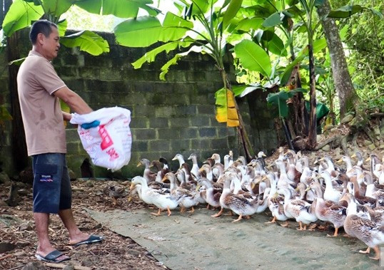 Người dân Lạng Sơn chăn nuôi vịt trong tự nhiên nên chất lượng thịt thơm, ngon. Người dân Lạng Sơn chăn nuôi vịt trong tự nhiên nên chất lượng thịt thơm, ngon.