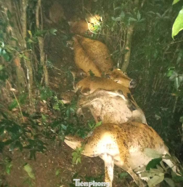 Hiện trường bò bị sét đánh chết. Ảnh: TL