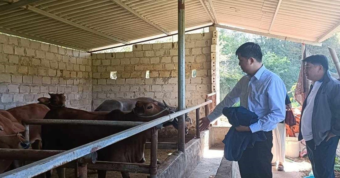 Phát triển đàn bò ở huyện miền núi Cao Lộc, Lạng Sơn. Ảnh: Duy Chiến Phát triển đàn bò ở huyện miền núi Cao Lộc, Lạng Sơn. Ảnh: Duy Chiến