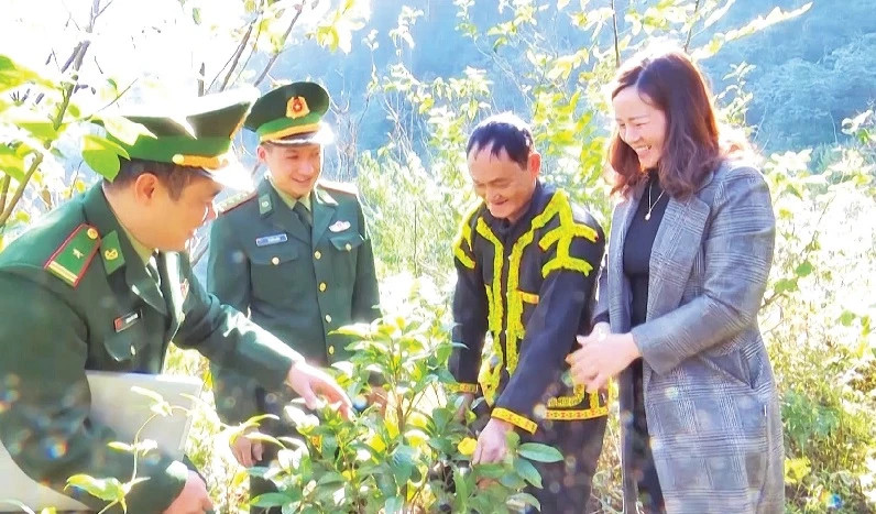 Biên phòng Lạng Sơn hỗ trợ người dân phát triển mô hình kinh tế trồng cây trà hoa vàng trên núi Mẫu Sơn (huyện Cao Lộc) Biên phòng Lạng Sơn hỗ trợ người dân phát triển mô hình kinh tế trồng cây trà hoa vàng trên núi Mẫu Sơn (huyện Cao Lộc)