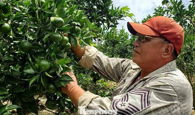 Ông Dương Văn Dũng chăm sóc vườn cam canh -Ảnh: PV