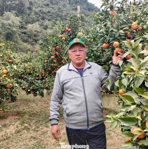 Cây cam canh đã mang lại cho gia đình ông Dũng cuộc sống ấm no -Ảnh: PV