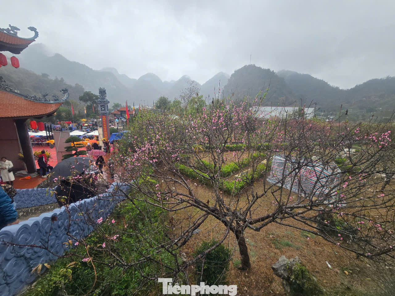 Ở chùa Tân Thanh có nhiều cây đào tiên, cây xanh tươi tốt.