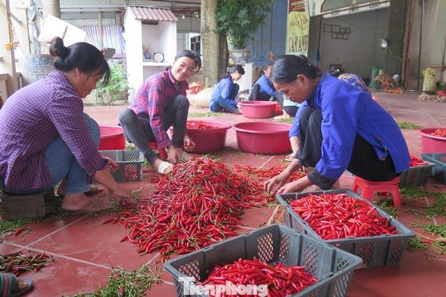 Để ớt xuất khẩu thuận lợi, người nông dân cần tuân thủ nghiêm các quy định về sản xuất và chế biến trước khi xuất bán sang Trung Quốc. - Ảnh: HT Để ớt xuất khẩu thuận lợi, người nông dân cần tuân thủ nghiêm các quy định về sản xuất và chế biến trước khi xuất bán sang Trung Quốc. - Ảnh: HT