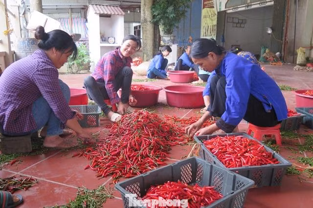 Để ớt xuất khẩu thuận lợi, người nông dân cần tuân thủ nghiêm các quy định về sản xuất và chế biến trước khi xuất bán sang Trung Quốc. - Ảnh: HT Để ớt xuất khẩu thuận lợi, người nông dân cần tuân thủ nghiêm các quy định về sản xuất và chế biến trước khi xuất bán sang Trung Quốc. - Ảnh: HT