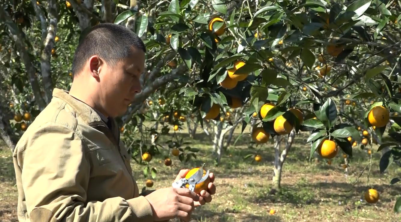 Đẩy mạnh trồng cây cam đặc sản. Ảnh: CB Đẩy mạnh trồng cây cam đặc sản. Ảnh: CB