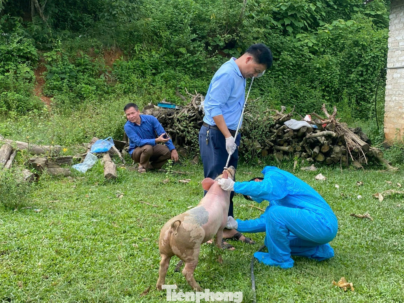 Lực lượng Thú y địa phương tiêm phòng cho đàn lợn nuôi ở các hộ chăn nuôi trên địa bàn. Lực lượng Thú y địa phương tiêm phòng cho đàn lợn nuôi ở các hộ chăn nuôi trên địa bàn.