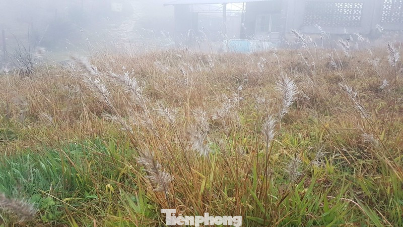 Băng giá li ti đậu trên các nhành cây, cỏ lá. Ảnh: HT