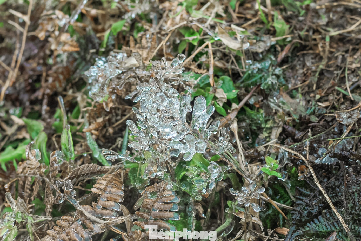 Ở những nơi cao, băng giá kết thành những hình ảnh rất sinh động. Ảnh: TL