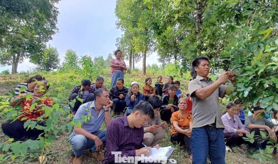 Các chuyên gia hướng dẫn cách trồng, chăm sóc cây hồi, cây đặc sản ở địa phương. Ảnh: Duy Chiến