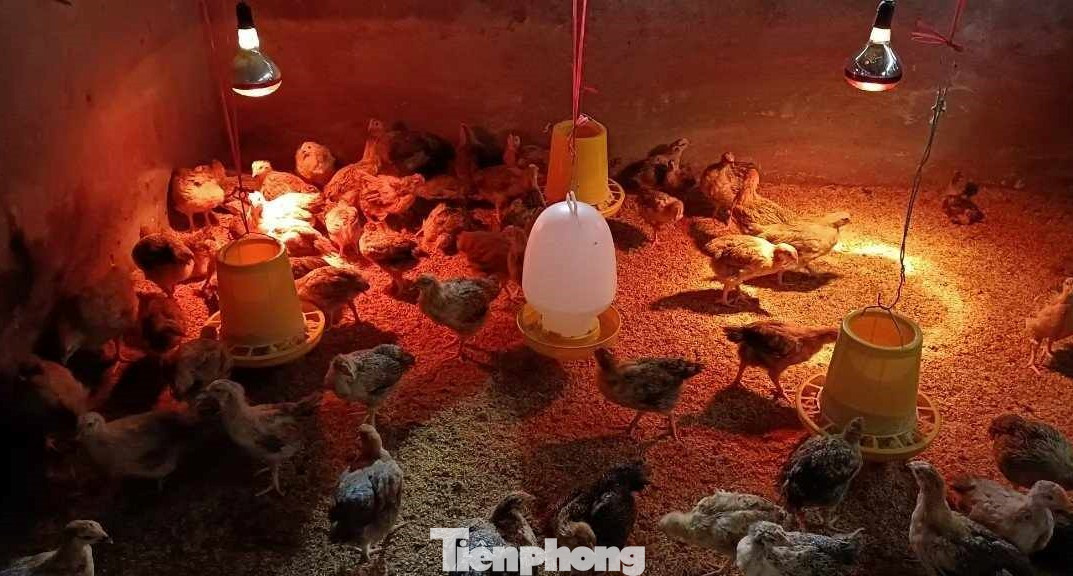 Trung tâm GDNN-GDTX huyện Cao Lộc chú trọng tổ chức các lớp nghề nuôi lợn, gà cho người dân địa phương. Ảnh: Duy Chiến