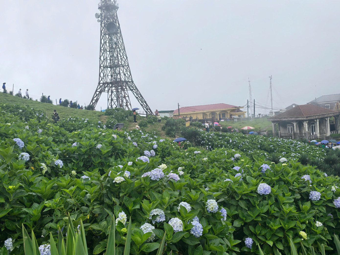 Cẩm tú cầu xuất hiện ở Mẫu Sơn khoảng đầu thế kỷ 20, khi người Pháp đến đây xây dựng khu nghỉ dưỡng và trồng quanh vườn và Lạng Sơn đã nhân rộng loài hoa này, thu hút du khách muôn phương. Ảnh: Hoàng Luyến.