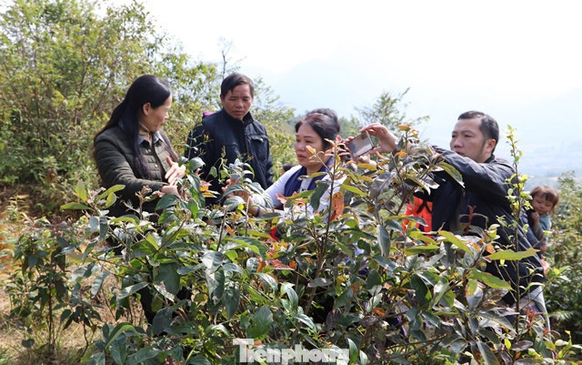 Ngành Y tế Cao Bằng kiểm tra các bụi cây nơi các cháu vui chơi, gặp nạn -Ảnh: CB Ngành Y tế Cao Bằng kiểm tra các bụi cây nơi các cháu vui chơi, gặp nạn -Ảnh: CB