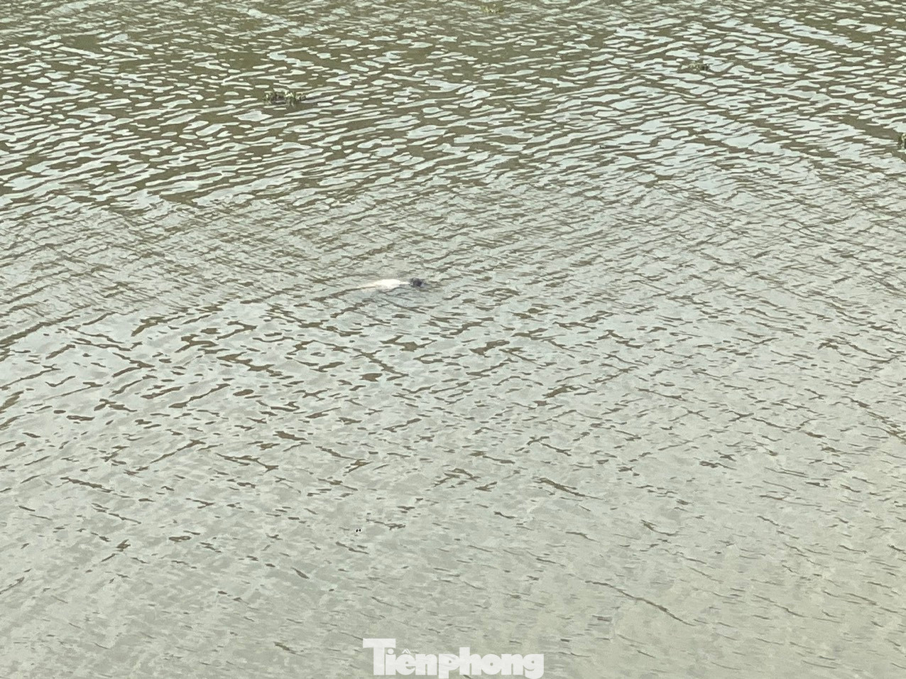 Sáng nay (15/5) người dân phát hiện thi thể nổi giữa sông Kỳ Cùng. Ảnh: Duy Chiến