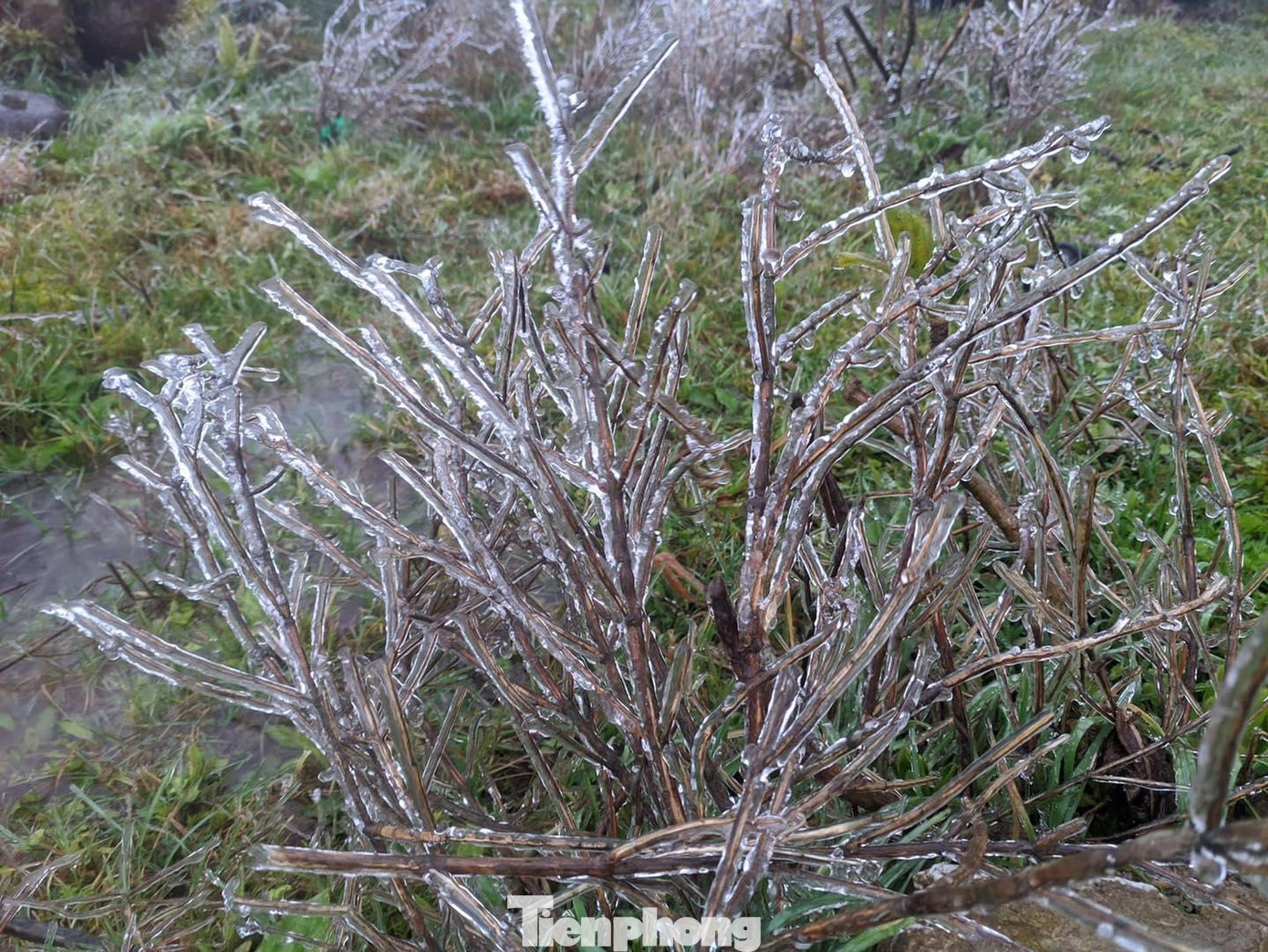 Theo Trung tâm khí tượng thủy văn Lạng Sơn, tháng 2 năm nay có nền nhiệt độ thấp nhất kể từ 6 năm nay. Ở các địa phương Lạng Sơn xuất hiện rét đậm, rét hại, mức nhiệt từ 3-4 độ C. Trên các đỉnh núi cao như Công Sơn (huyện Cao Lộc), Mẫu Sơn (huyện Lộc Bình), nhiệt độ giảm sâu, có nơi xuống âm 0 độ C, xuất hiện băng tuyết. Ảnh: TL