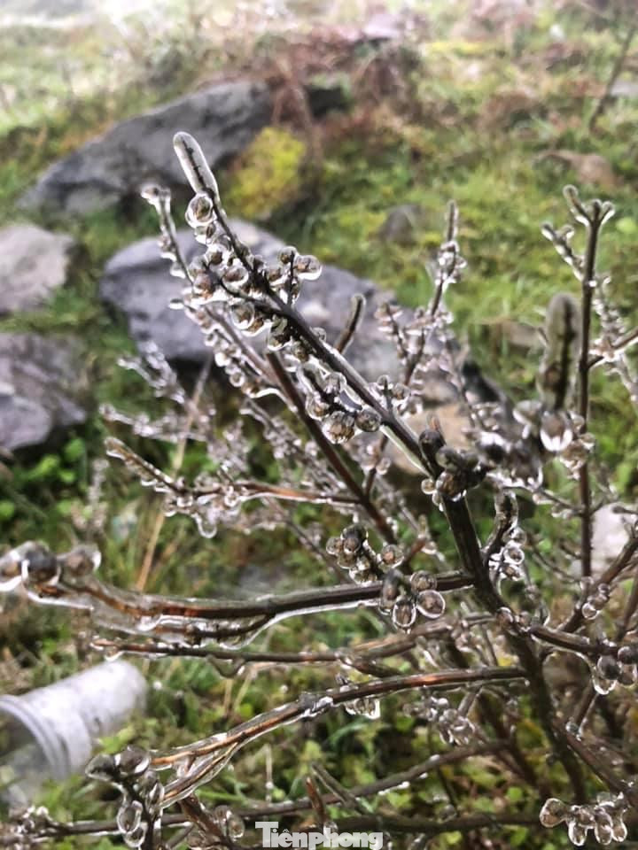 Có mặt ở đỉnh Mẫu Sơn, anh Hoàng Lăng Huy - người địa phương cho biết: Rạng sáng thì băng tuyết mỏng đậu trên xe ô tô, cỏ cây, nhà cửa. Trời mù sương, gió thổi khá mạnh, mưa giảm bớt nên có thể đến trưa băng tuyết sẽ dày hơn. Theo anh Huy, nhận biết không khí lạnh tăng cường nên nhiều nhiếp ảnh gia, người thạo tin, muốn khám phá nên đã rủ nhau lên đỉnh Mẫu Sơn săn tuyết. Các nhà nghỉ, khách sạn ở những vị trí đẹp gần như đã kín phòng. Trong ảnh: Nhiệt độ ở Mẫu Sơn rạng sáng nay xuống thấp nên xuất hiện băng tuyết khá mỏng. Ảnh: L.H