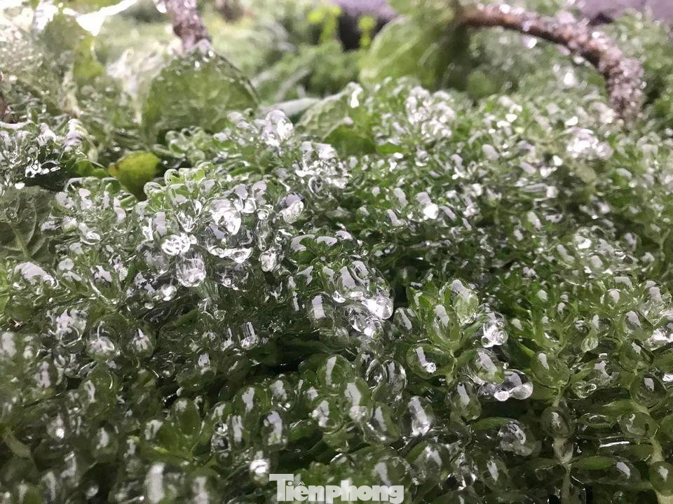 Là một trong những điểm đầu tiên của Việt Nam đón không khí lạnh từ phương Bắc, lại nằm ở độ cao khoảng 1500 m so với mực nước biển, nhiệt độ giảm mạnh nên vào lúc 3 giờ sáng nay băng tuyết đã xuất hiện bám vào các ngọn cỏ, cành cây. Đây là đợt không khí lạnh có cường độ mạnh nhất từ đầu mùa đông đến nay.