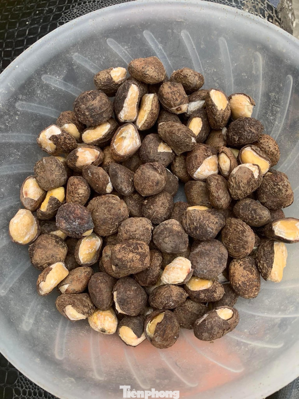 Do nhầm tưởng là hạt dẻ nên 19 người ăn đã bị ngộ độc .Ảnh: TL Do nhầm tưởng là hạt dẻ nên 19 người ăn đã bị ngộ độc .Ảnh: TL