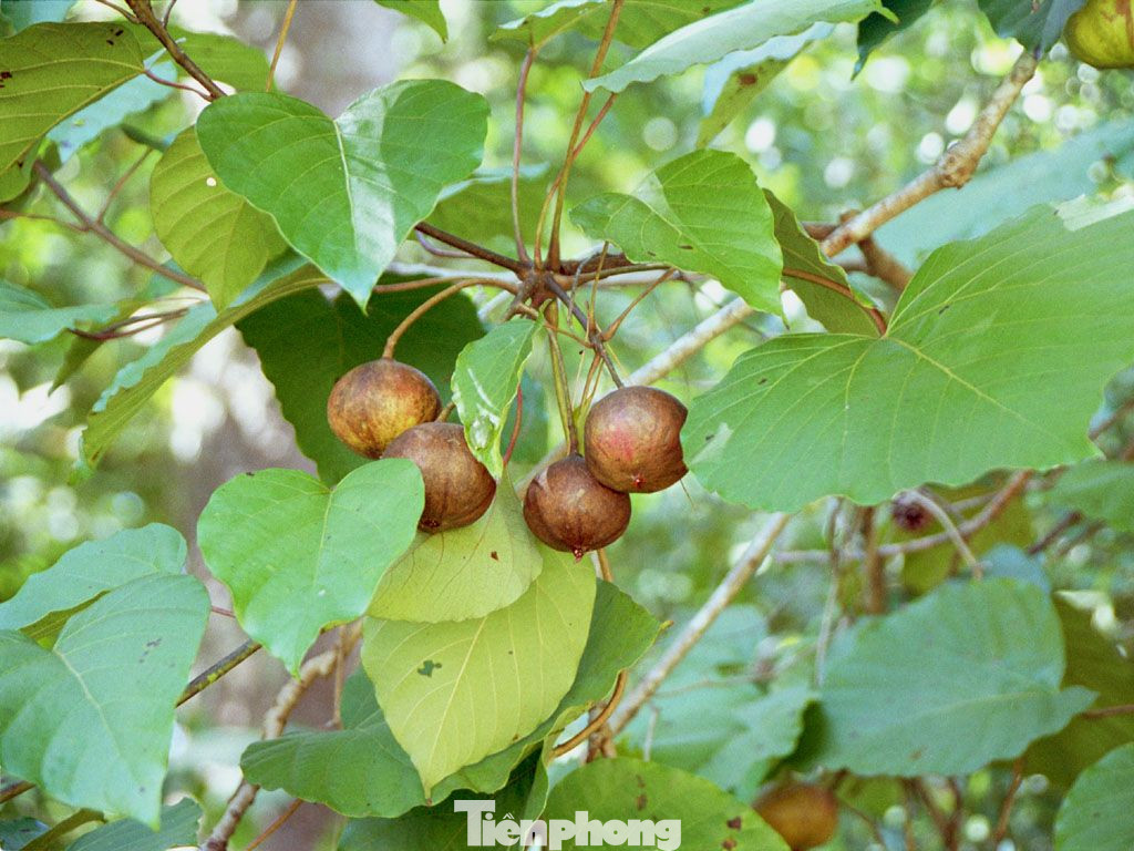 Quả hạt trẩu có nhiều ở tỉnh miền núi Lạng Sơn rất nguy hiểm nếu người ăn phải .Ảnh: TL Quả hạt trẩu có nhiều ở tỉnh miền núi Lạng Sơn rất nguy hiểm nếu người ăn phải .Ảnh: TL