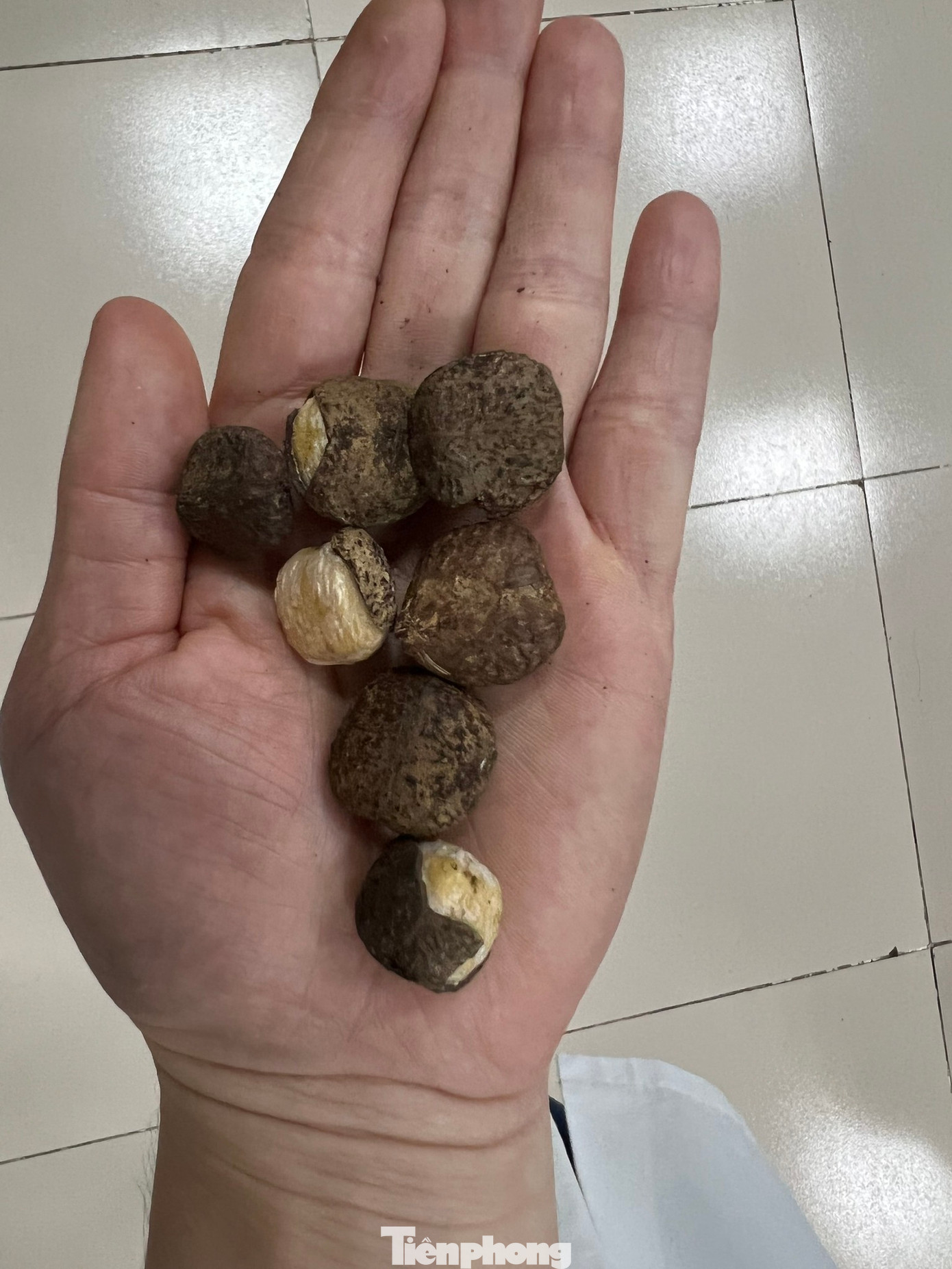 Hạt lạ mà các gia đình ở huyện Văn Quan mang về ăn. Ảnh: TL Hạt lạ mà các gia đình ở huyện Văn Quan mang về ăn. Ảnh: TL