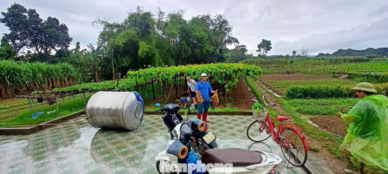 Đoàn viên thanh niên thu hoạch hoa màu, gia súc gia cầm cho người dân.