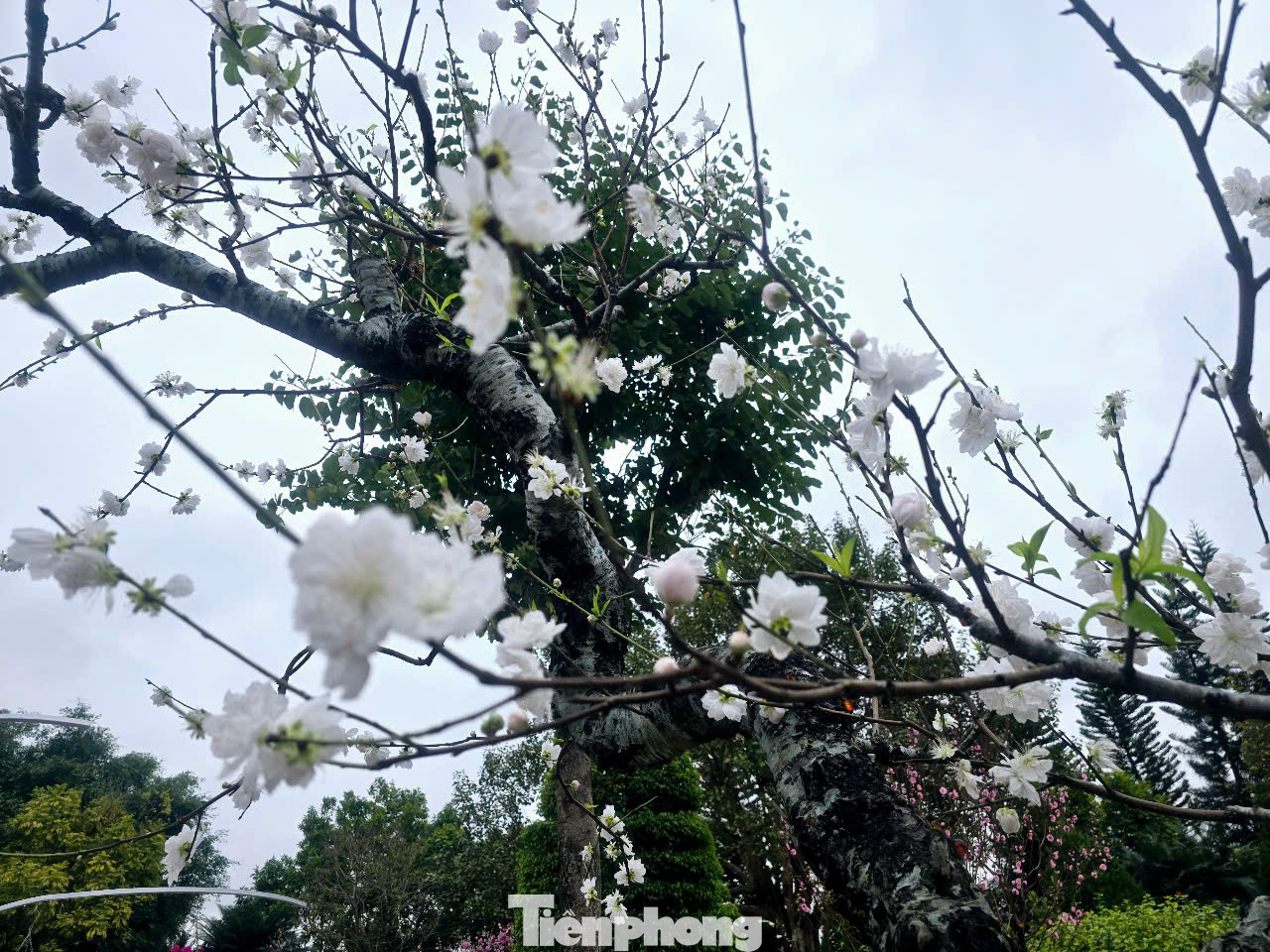 Bên cạnh những sắc đào tiên rực đỏ, đào hồng phai thì đào bạch cũng được mọi người ưa thích. Bên cạnh những sắc đào tiên rực đỏ, đào hồng phai thì đào bạch cũng được mọi người ưa thích.