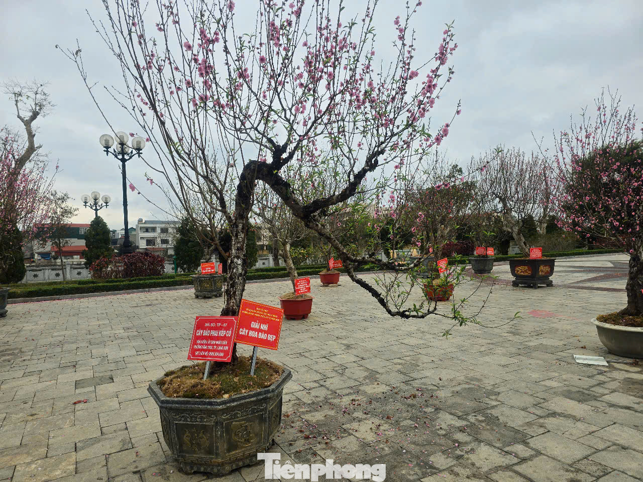 Năm nay, tỉnh Lạng Sơn tổ chức thi cây đào đẹp. Đây là cây đào phai kép cổ của nhà vườn đến từ UBND phường Vĩnh Trại, thành phố Lạng Sơn đã đoạt giải Nhì. Năm nay, tỉnh Lạng Sơn tổ chức thi cây đào đẹp. Đây là cây đào phai kép cổ của nhà vườn đến từ UBND phường Vĩnh Trại, thành phố Lạng Sơn đã đoạt giải Nhì.