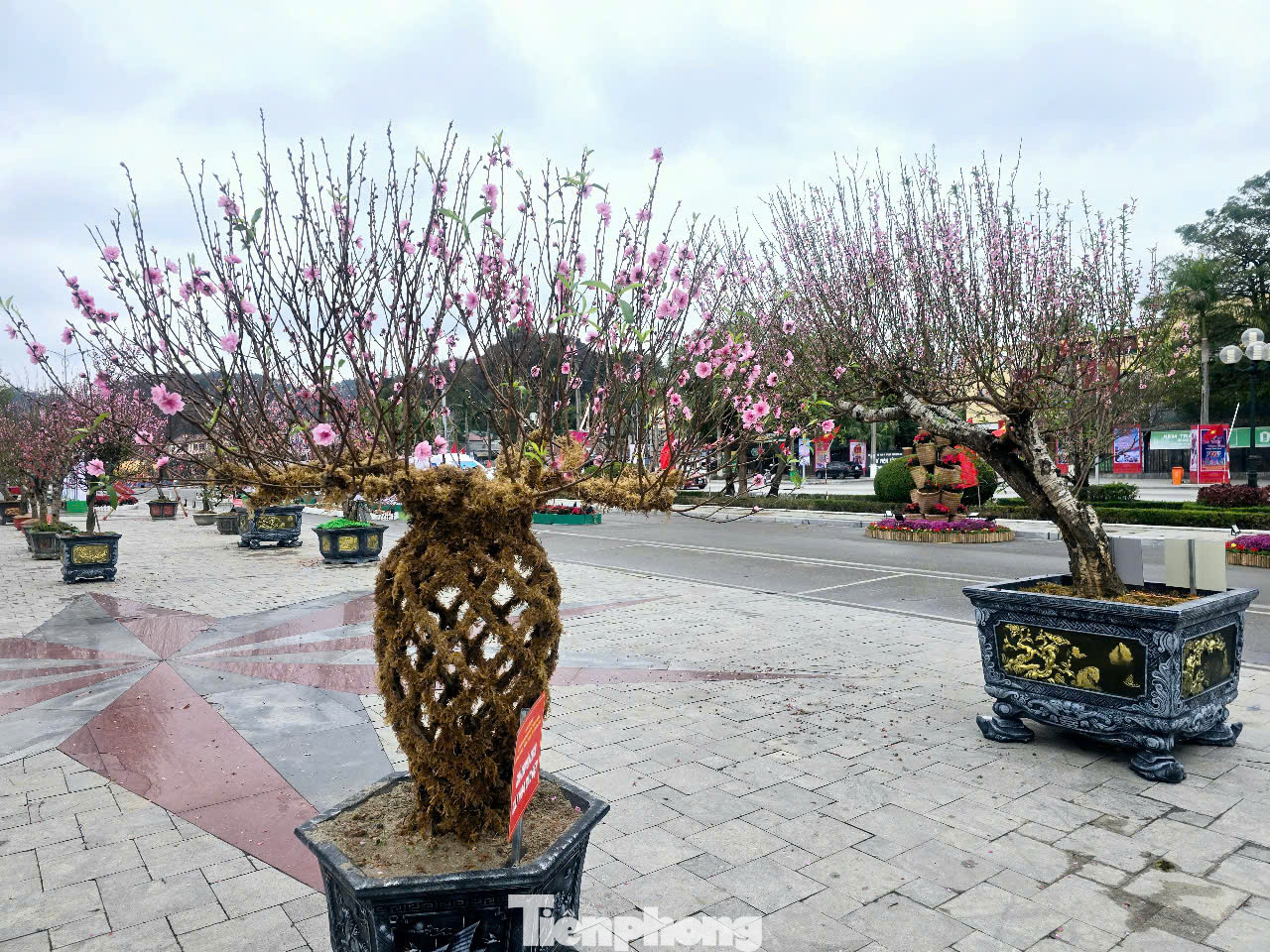 Đường đào xuân xứ Lạng rực rỡ sắc màu sáng 8/2 (tức 11 tháng Giêng Ất Tỵ). Đường đào xuân xứ Lạng rực rỡ sắc màu sáng 8/2 (tức 11 tháng Giêng Ất Tỵ).