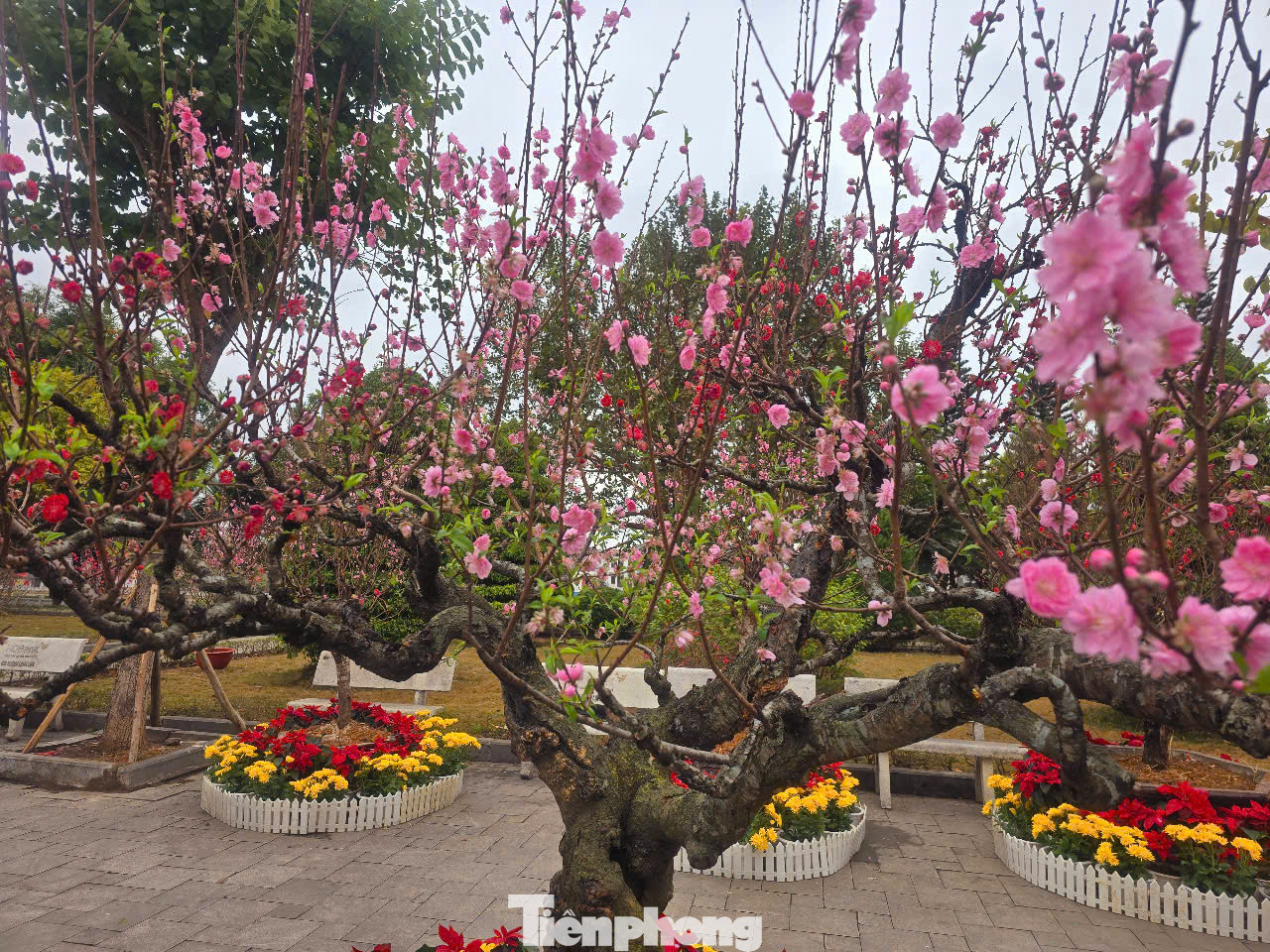 Các nghệ nhân xứ Lạng tài tình ghép màu đào tiên và đào phai chung một cây, rất ấn tượng. Các nghệ nhân xứ Lạng tài tình ghép màu đào tiên và đào phai chung một cây, rất ấn tượng.