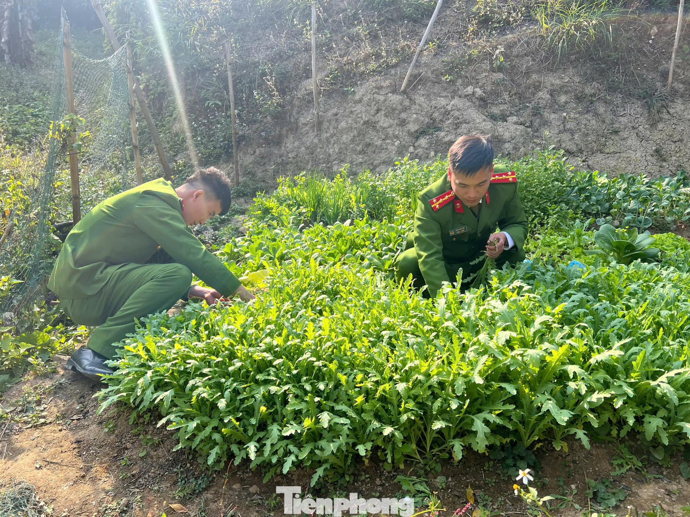 Lực lượng công an tiến hành phá nhổ toàn bộ số cây thuốc phiện đã trồng trái phép. (ảnh: CA)