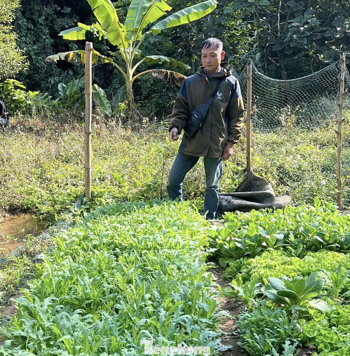 Ông Việt khai nhận đã lén lút trồng số cây thuốc phiện để sử dụng trong dịp tết. (ảnh: CA)