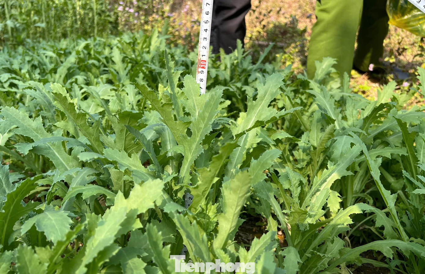 Cây thuốc phiện đã cao hàng chục cm. (ảnh: CA)