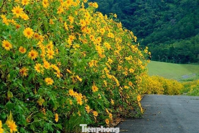 Hoa dã quỳ thời điểm này được coi là đẹp nhất ở xứ Lạng. Ảnh: Duy Chiến