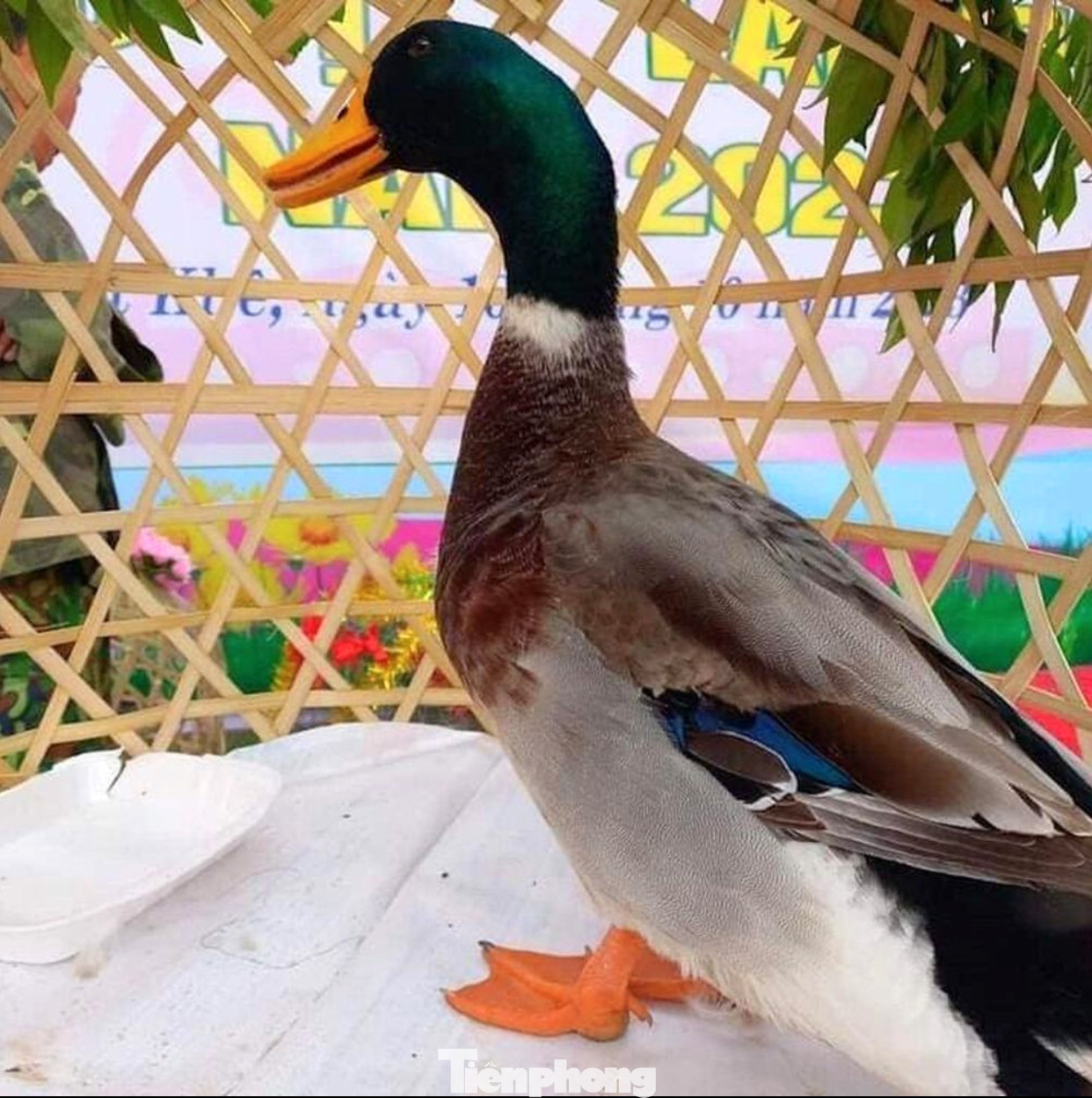 Vịt cổ xanh - loài gia cầm quý riêng có ở xứ Lạng. Vịt cổ xanh - loài gia cầm quý riêng có ở xứ Lạng.