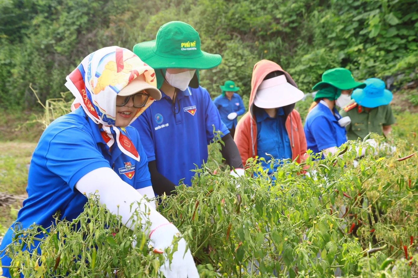 Thu hoạch ớt - nông sản chính vụ của người nông dân Chi Lăng.