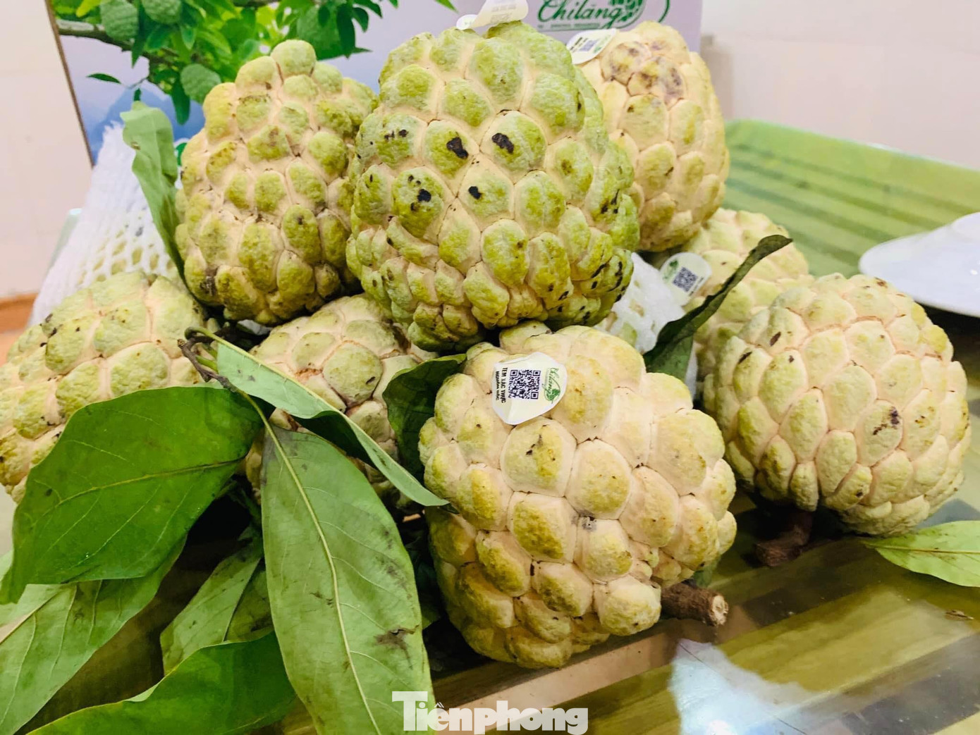 Không chỉ na chính vụ, na trái vụ ở Chi Lăng được trồng, bảo quản theo tiêu chuẩn VietGap -Ảnh: Duy Chiến Không chỉ na chính vụ, na trái vụ ở Chi Lăng được trồng, bảo quản theo tiêu chuẩn VietGap -Ảnh: Duy Chiến